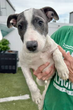 Rescue Coonhound and Pit Bull Terrier Dogs for Adoption in Gilberts, Illinois - TINA | PetCurious