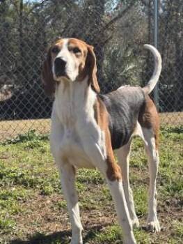 Treeing Walker Coonhound Dogs Available for Adoption - Walker | PetCurious