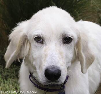 Trout -  Great Pyrenees and Basset Hound Dog for Adoption in Nashville, Tennessee - Trout | PetCurious