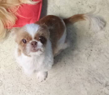 Rescue Shih Tzu Dogs for Adoption in Oakdale, Tennessee - Bridgette | PetCurious
