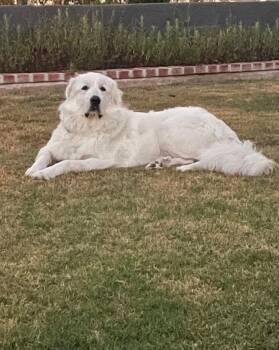 Great Pyrenees Dogs Available for Adoption - Aslan | PetCurious