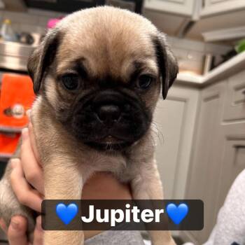 Jupiter -  Pug Dog for Adoption in Tucson, Arizona - Jupiter | PetCurious