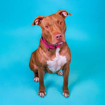 Fable -  Pit Bull Terrier and Mixed Breed Dog for Adoption in Wilmington, Delaware - Fable | PetCurious