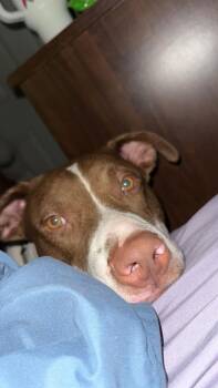 Pit Bull Terrier and Mixed Breed Dogs Available for Adoption in Grand Rapids, Michigan - Goose | PetCurious