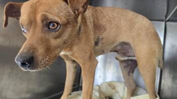 Chihuahua and Mixed Breed Dogs Available for Adoption in Riverside, California - HUCKLEBERRY FINN | PetCurious