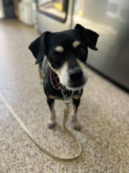 Shepherd Dogs Available for Adoption - Reese | PetCurious