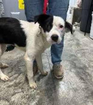 Demi -  Border Collie Dog for Adoption in Scottsburg, Indiana - Demi | PetCurious