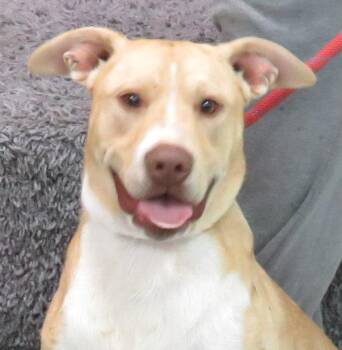 Rescue Pit Bull Terrier Dogs for Adoption in Lexington, Virginia - Zees | PetCurious