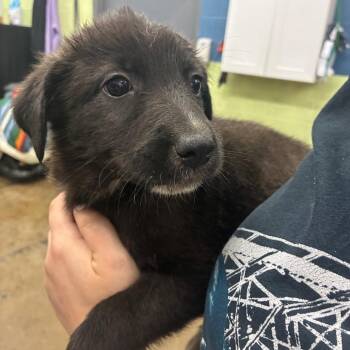 Peanut -  Mixed Breed Dog for Adoption in Corbin, Kentucky - Peanut | PetCurious
