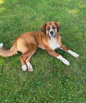 Teddy -  Saint Bernard and Bernese Mountain Dog Dog for Adoption in Celina, Ohio - Teddy | PetCurious