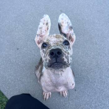 Trooper -  Mixed Breed Dog for Adoption in Los Angeles, California - Trooper | PetCurious
