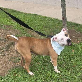 Serendipity -  Mixed Breed Dog for Adoption in Pittsburgh, Pennsylvania - Serendipity | PetCurious