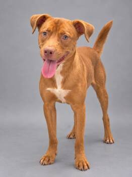 Whisky -  Labrador Retriever Dog for Adoption in Lucas, Texas - Whisky | PetCurious