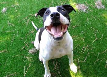 HUEY -  Mixed Breed Dog for Adoption in Raleigh, North Carolina - HUEY | PetCurious
