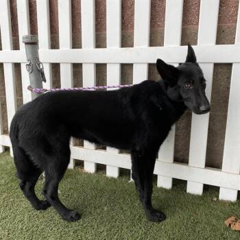 A613590 -  German Shepherd Dog and Mixed Breed Dog for Adoption in Modesto, California - A613590 | PetCurious