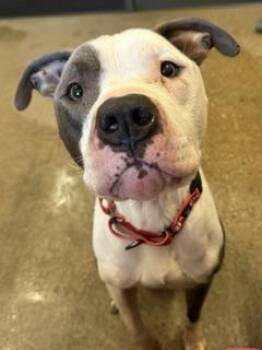 Rugby -  Pit Bull Terrier Dog for Adoption in Cleveland, Ohio - Rugby | PetCurious