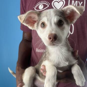 Rescue Husky Dogs for Adoption in Brookshire, Texas - CeeCee - Local Dec 19-21 | PetCurious