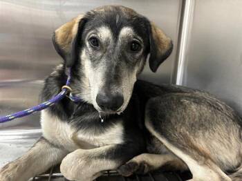 Rescue Siberian Husky and Mixed Breed Dogs for Adoption in Grand Prairie, Texas - POTSTICKER | PetCurious