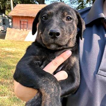 Brynn -  Mixed Breed Dog for Adoption in Clarksville, Tennessee - Brynn | PetCurious