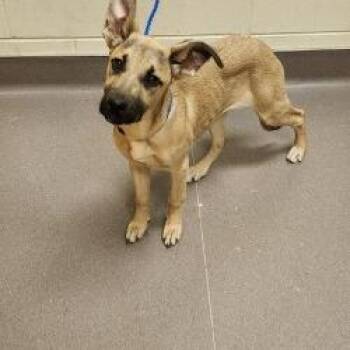 Shepherd Dogs Available for Adoption - T-Bone | PetCurious