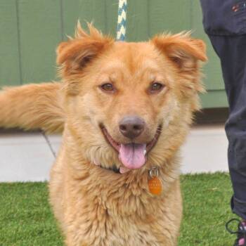 Ginger -  Mixed Breed Dog for Adoption in Prescott, Arizona - Ginger | PetCurious