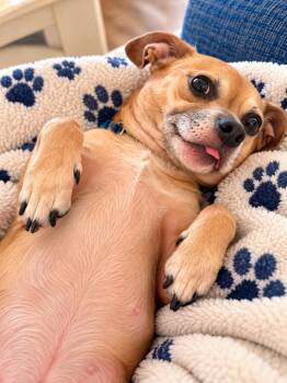 I am just a little Guy -  Dachshund and Chihuahua Dog for Adoption in Fort Myers Beach, Florida - I Am Just A Little Guy | PetCurious