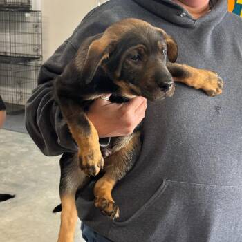 Shepherd Dogs Available for Adoption in Brookfield, Missouri - Gunnar | PetCurious
