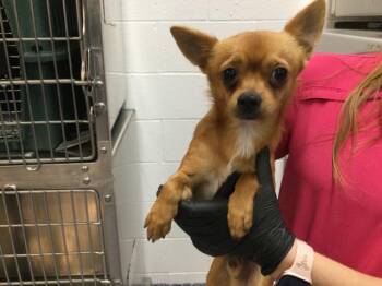 Chihuahua Dogs Available for Adoption in Thousand Palms, California - SQUIGGY | PetCurious