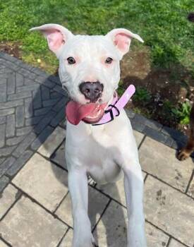 Mixed Breed Dogs Available for Adoption in Nashville, Tennessee - Flip Flop | PetCurious