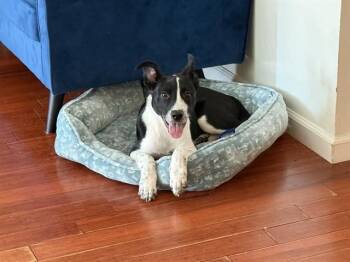 OREO -  Border Collie and Mixed Breed Dog for Adoption in Sacramento, California - OREO | PetCurious