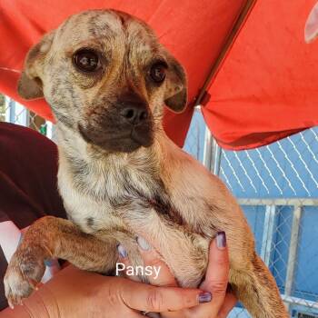 Rescue Chihuahua and French Bulldog Dogs for Adoption in San Pablo, California - Pansy | PetCurious