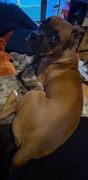 Delilah III -  Boxer Dog for Adoption in Hewitt, Texas - Delilah III | PetCurious