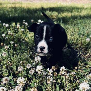 Jeddah -  Labrador Retriever Dog for Adoption in Wake Forest, North Carolina - Jeddah | PetCurious