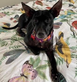 Labrador Retriever Dogs Available for Adoption - Dana | PetCurious