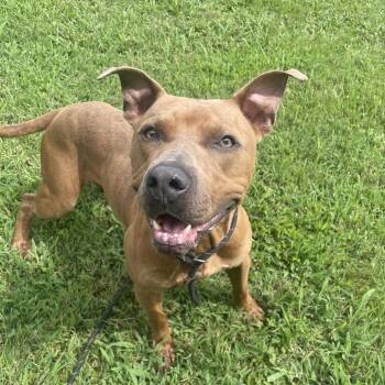 Marky Mark -  Mixed Breed Dog for Adoption in Chattanooga, Tennessee - Marky Mark | PetCurious