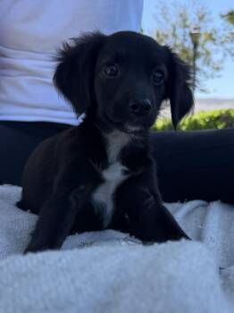 Cher -  Chihuahua Dog for Adoption in Dana Point, California - Cher | PetCurious