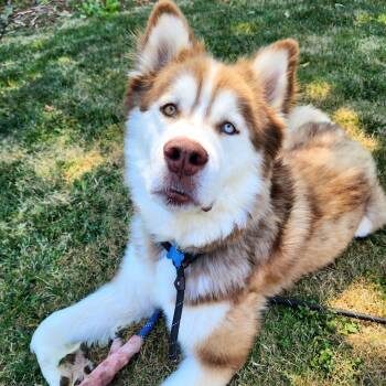 Kane -  Siberian Husky and Alaskan Malamute Dog for Adoption in Los Angeles, California - Kane | PetCurious