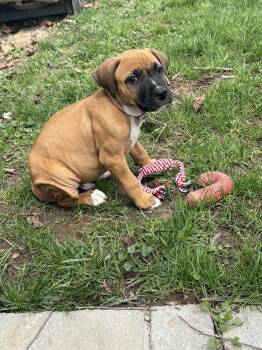 Mixed Breed Dogs Available for Adoption - Lawrence | PetCurious