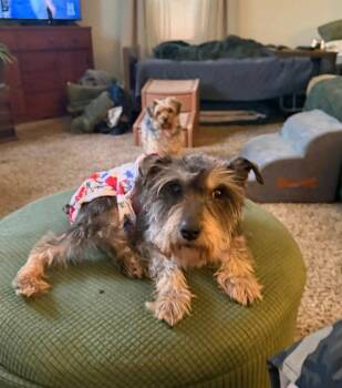 Miniature Schnauzer Dogs Available for Adoption in Hamburg, New York - Memphis | PetCurious