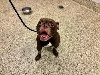 RAISIN -  American Bulldog and Mixed Breed Dog for Adoption in Colorado Springs, Colorado - RAISIN | PetCurious