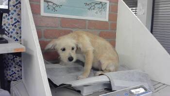 Labrador Retriever and Mixed Breed Dogs Available for Adoption in Houston, Texas - HEATHER | PetCurious