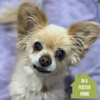Chulo -  Pomeranian Dog for Adoption in Sacramento, California - Chulo | PetCurious