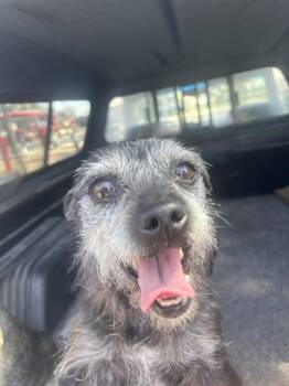 Terrier Dogs Available for Adoption in Stockton, California - A373163 | PetCurious