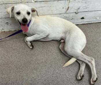 ROO -  Chihuahua Dog for Adoption in San Bernardino, California - ROO | PetCurious