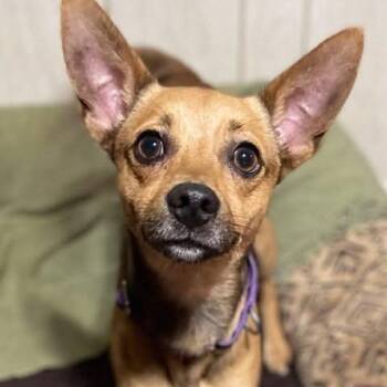 Blaze -  Terrier Dog for Adoption in Hopkinton, Massachusetts - Blaze | PetCurious