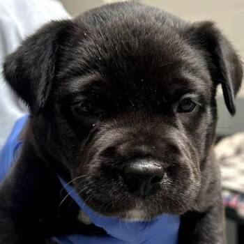Anastasia -  Mixed Breed Dog for Adoption in Greenville, South Carolina - Anastasia | PetCurious