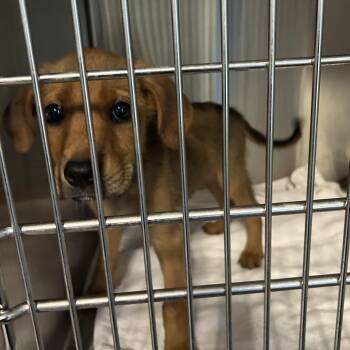 Virginia -  Mixed Breed Dog for Adoption in Greensboro, North Carolina - Virginia | PetCurious