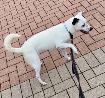 Lola -  Border Collie and Australian Cattle Dog Blue Heeler Dog for Adoption in Austin, Texas - Lola | PetCurious