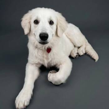 Perfect Ada -  Great Pyrenees Dog for Adoption in Burlington, North Carolina - Perfect Ada | PetCurious