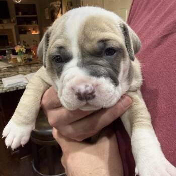 Pit Bull Terrier Dogs Available for Adoption in Parker, Colorado - 194B (2026) Misty | PetCurious